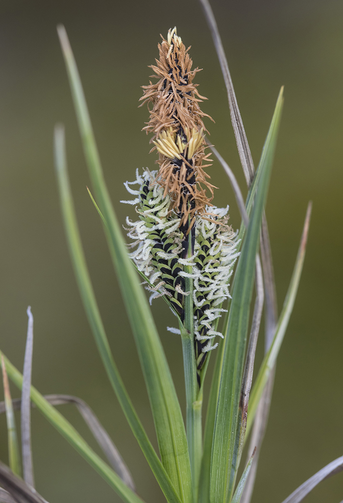 Image of genus Carex specimen.