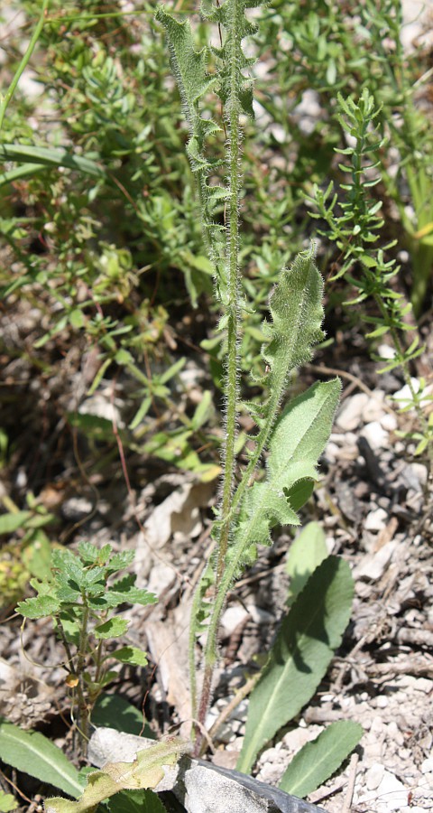 Image of Crepis rhoeadifolia specimen.