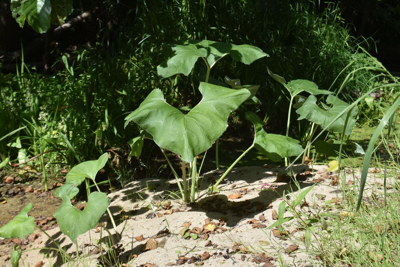 Изображение особи Petasites spurius.