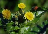 Sonchus oleraceus. Общее соцветие с корзинками на разных стадиях развития. Московская обл., Раменский р-н, окр. дер. Хрипань, садовый участок. 22.07.2023.