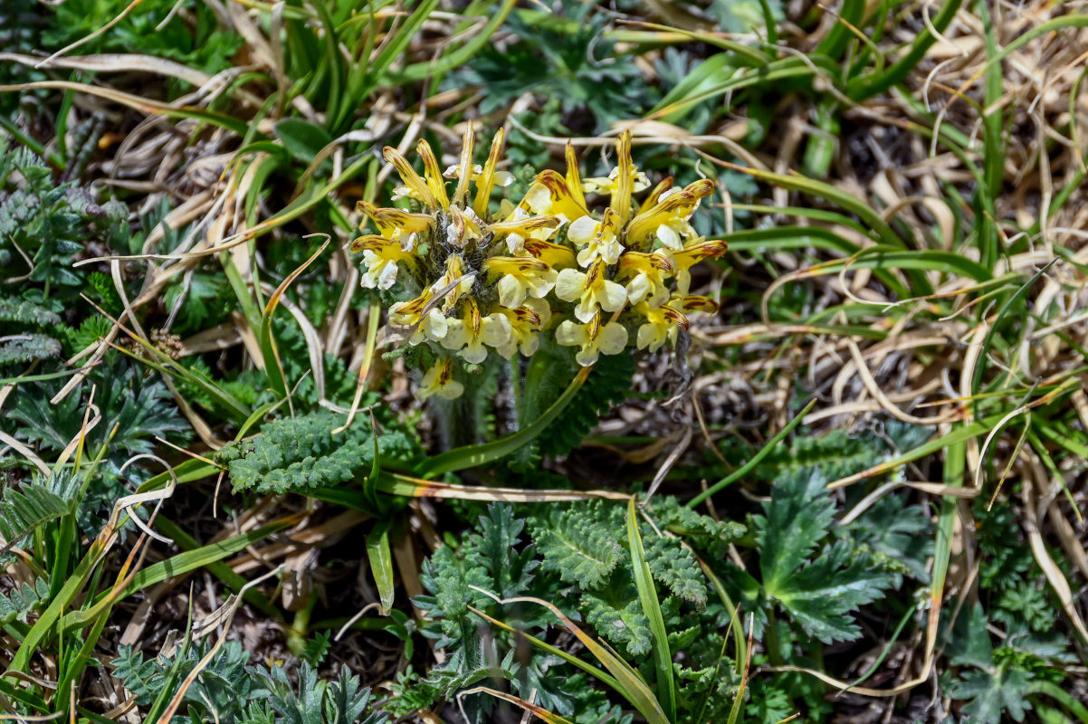 Image of Pedicularis oederi specimen.