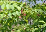 Combretum indicum