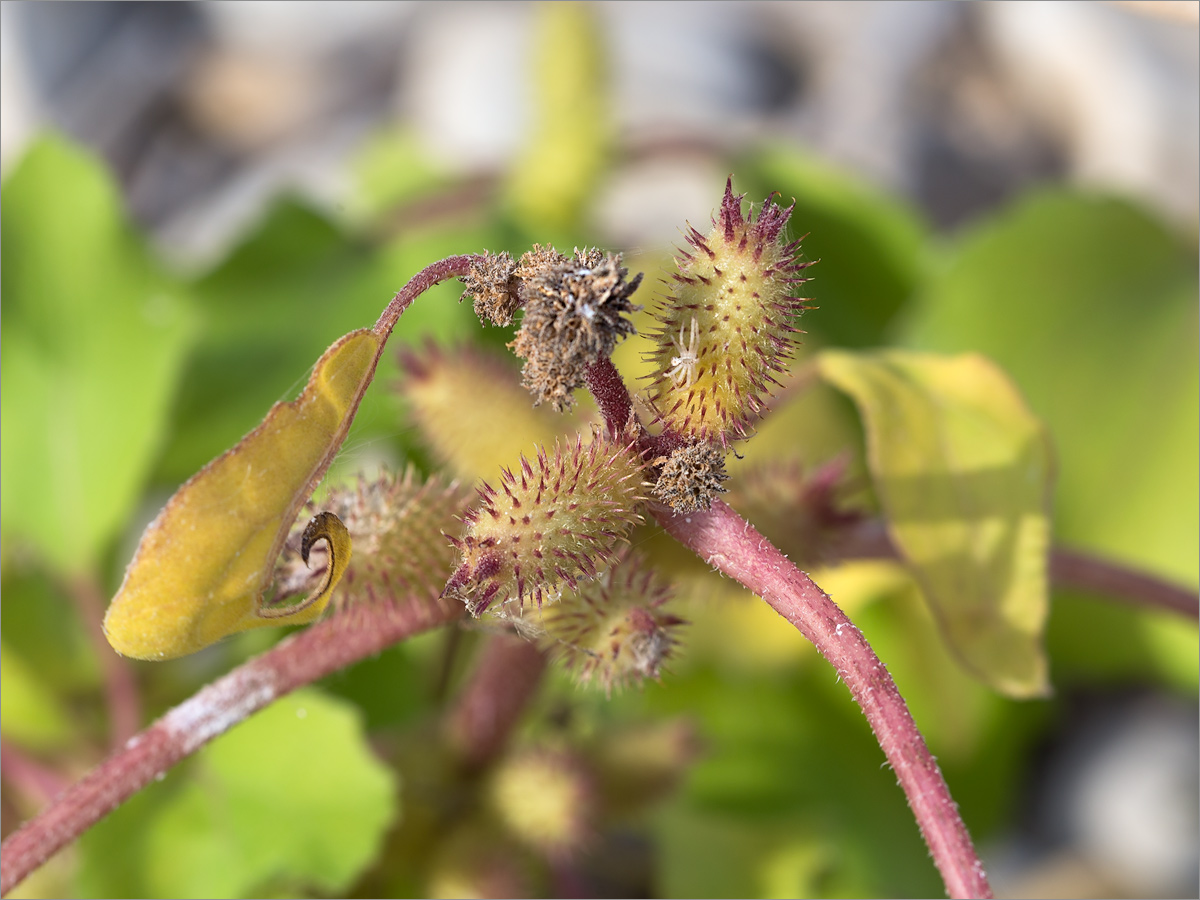 Image of Xanthium orientale specimen.