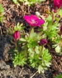 Saxifraga &times; arendsii