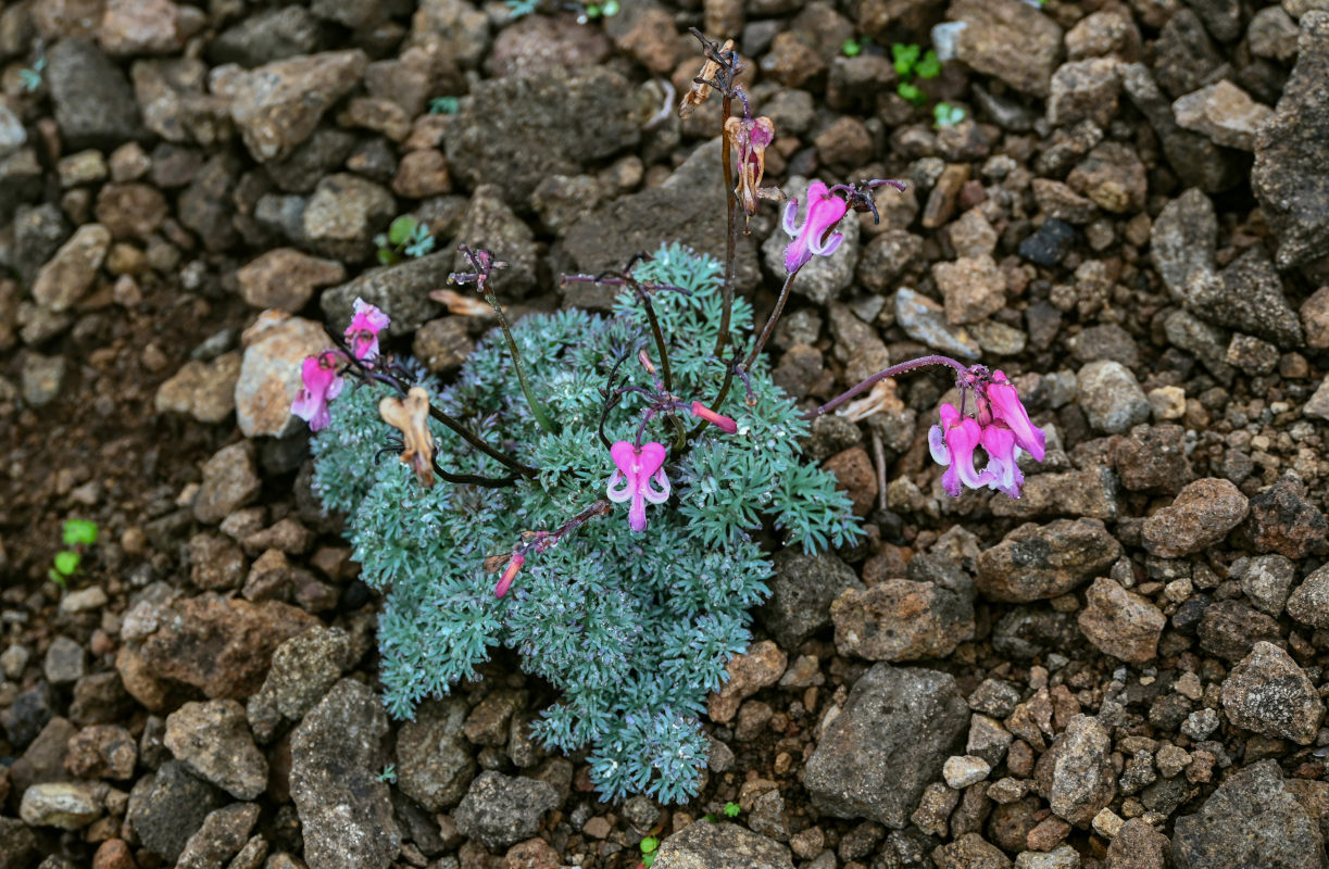 Изображение особи Dicentra peregrina.