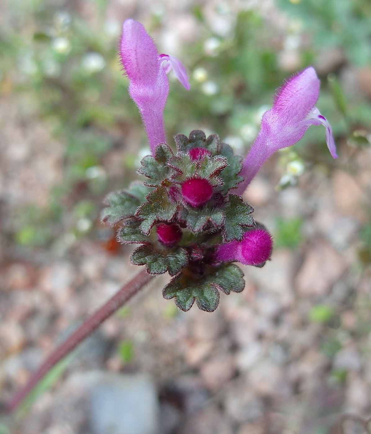 Изображение особи Lamium amplexicaule.