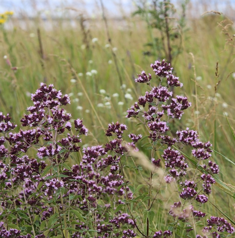 Изображение особи Origanum vulgare.