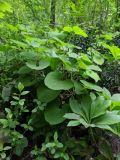 Aristolochia steupii