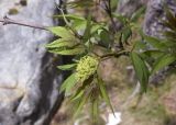 Sambucus racemosa