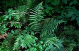 Dryopteris filix-mas