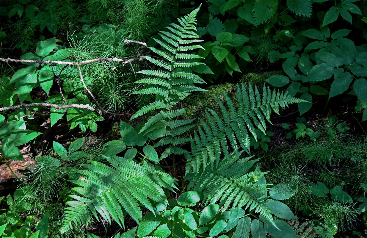 Image of Dryopteris filix-mas specimen.