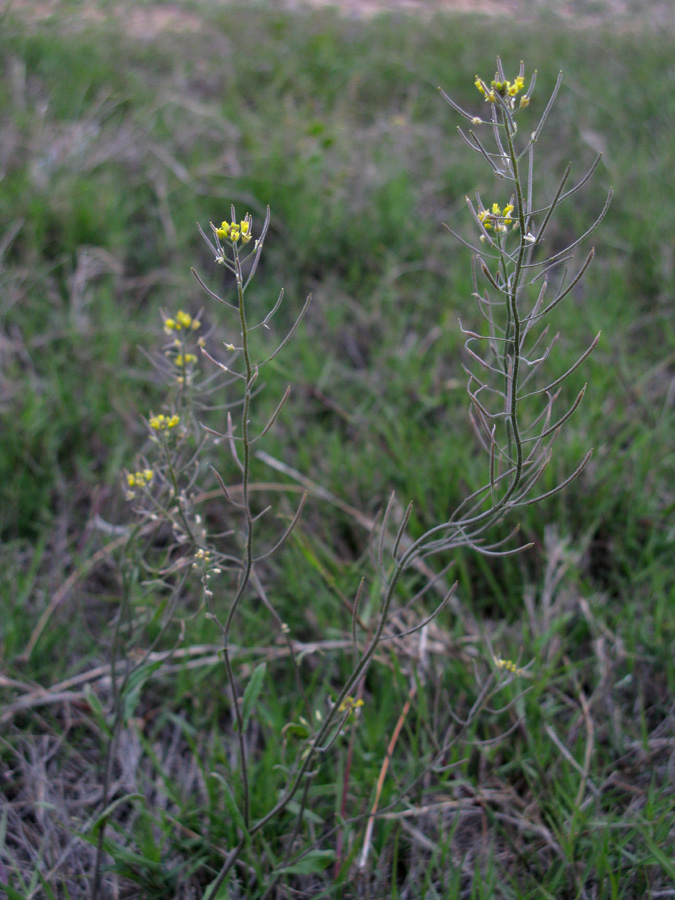 Изображение особи Arabidopsis pumila.