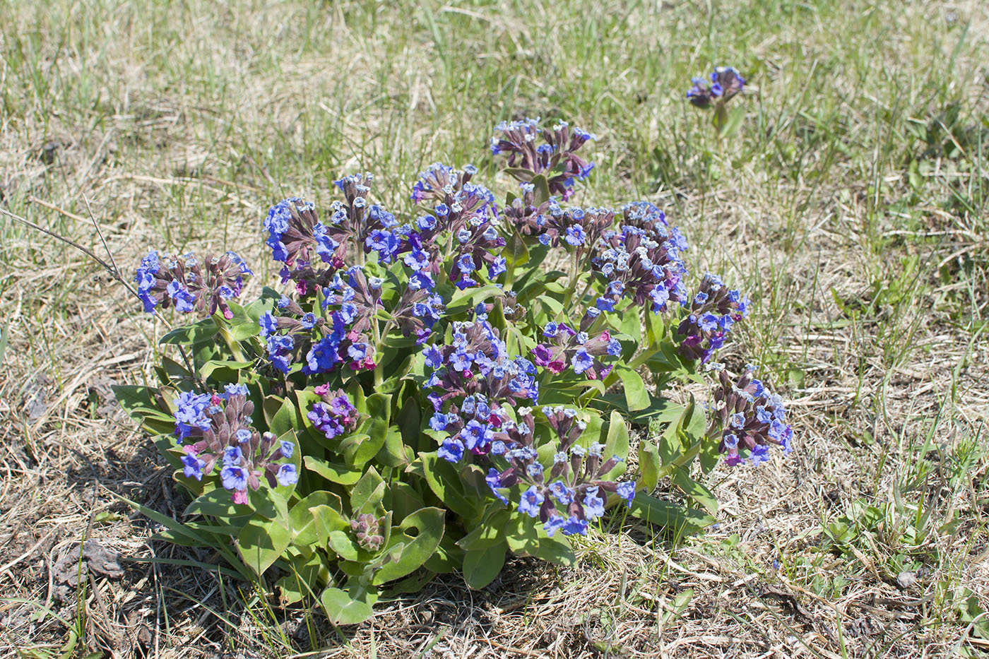 Изображение особи Pulmonaria mollis.