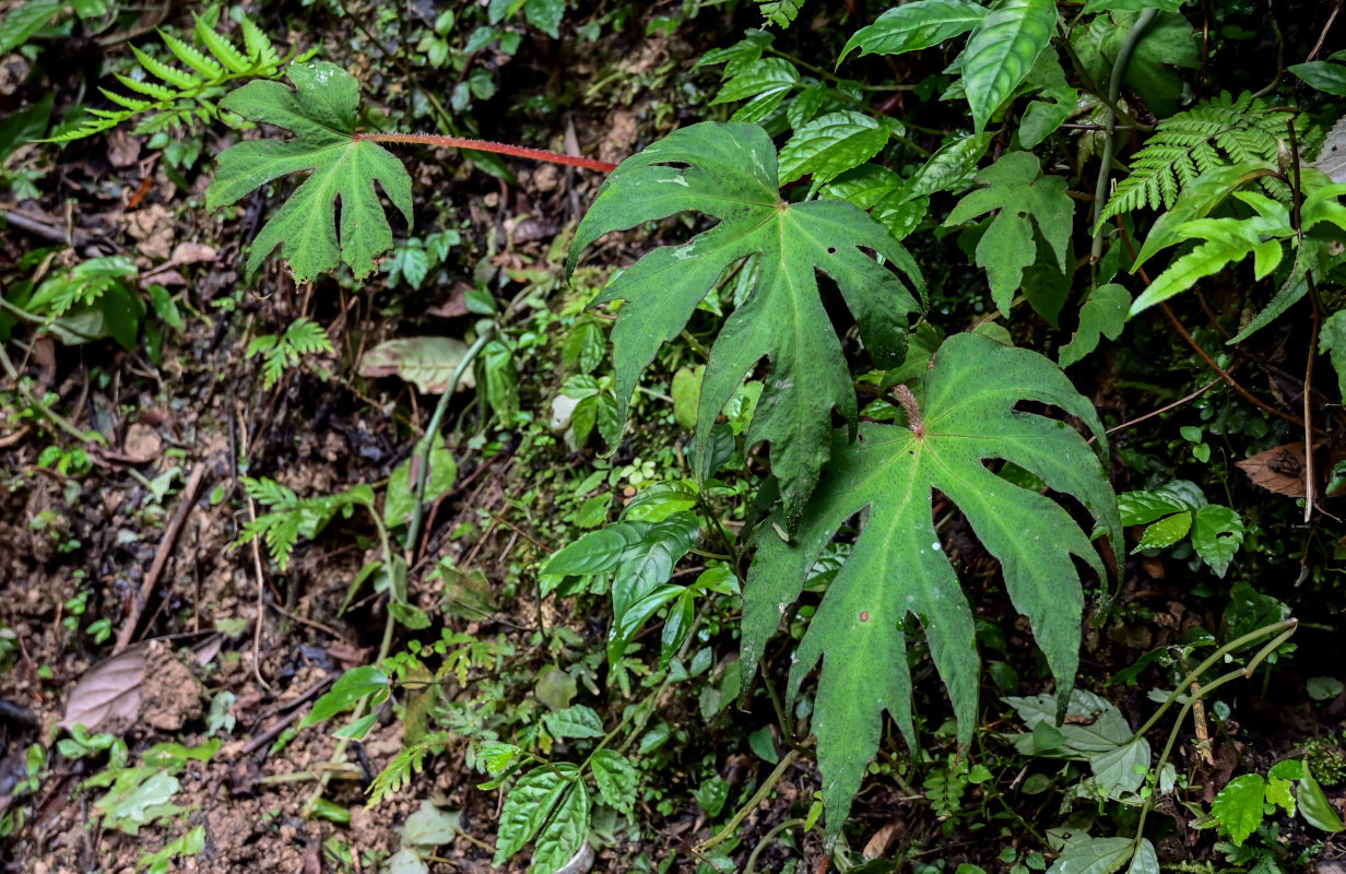 Изображение особи Begonia algaia.