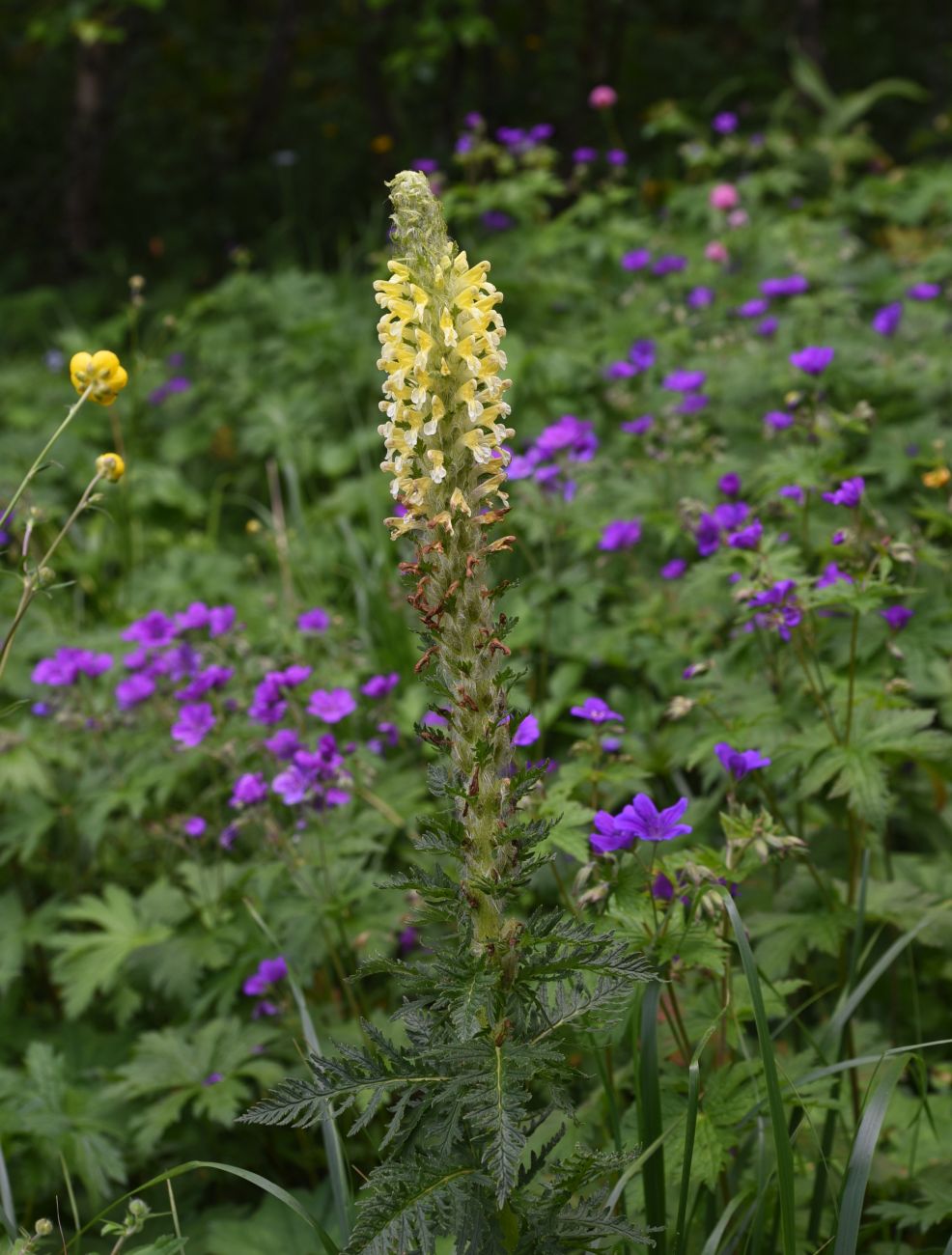 Изображение особи Pedicularis condensata.