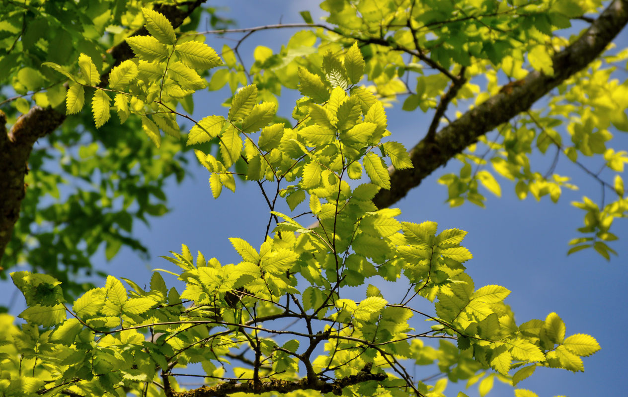 Image of Zelkova carpinifolia specimen.