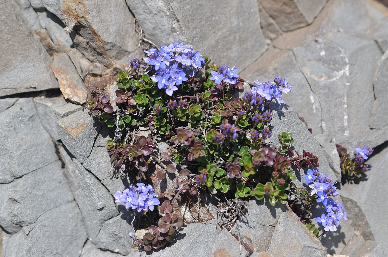 Изображение особи Veronica liwanensis.