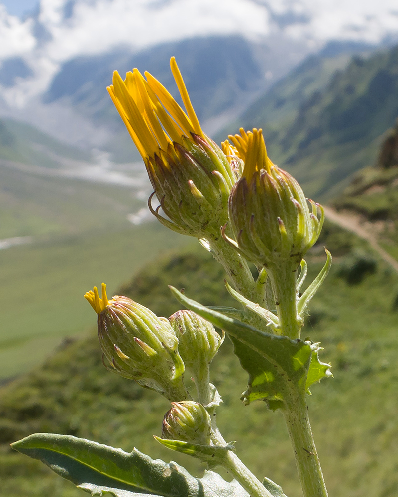 Image of Senecio taraxacifolius specimen.