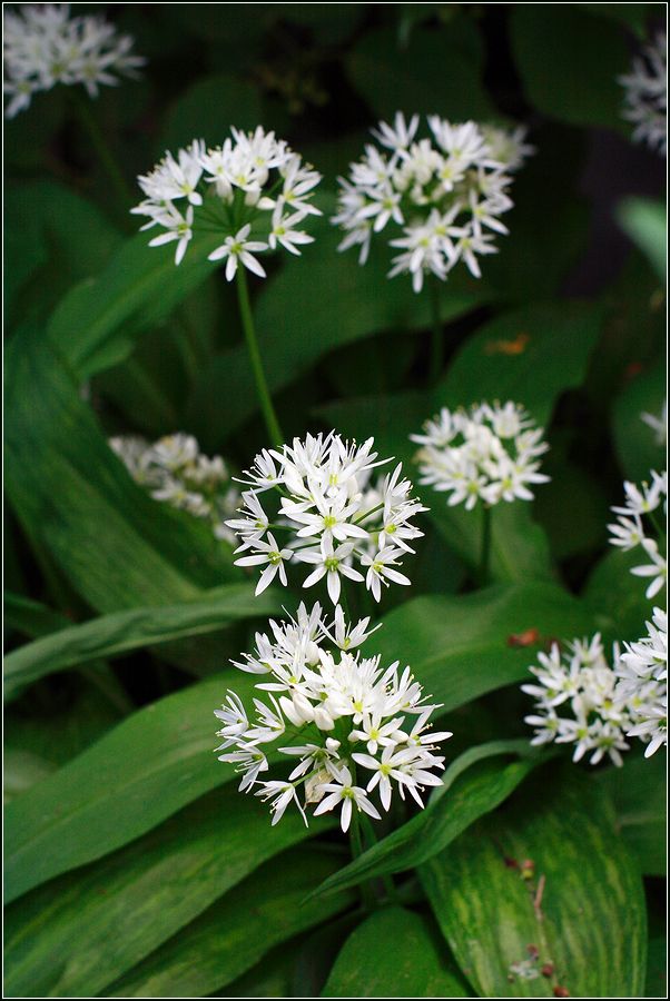 Image of Allium ursinum specimen.