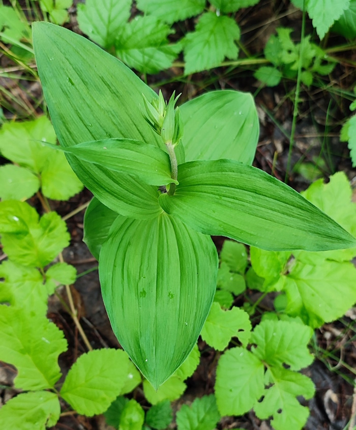 Изображение особи Epipactis helleborine.