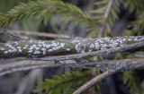Salix recurvigemmata. Нижняя часть ствола с колонией Chionaspis salicis (Ивовая щитовка). Пермский край, Добрянский р-н, окр. с. Полазна, берег Камского водохранилища, обнажение гипса. 12.04.2025.