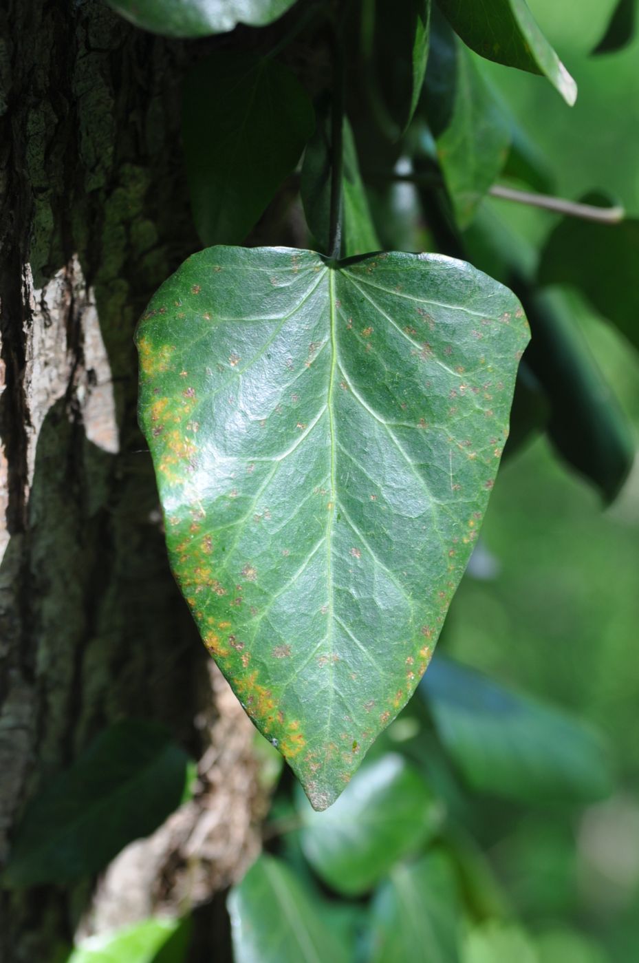 Image of Hedera colchica specimen.