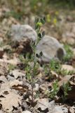Melilotoides brachycarpa