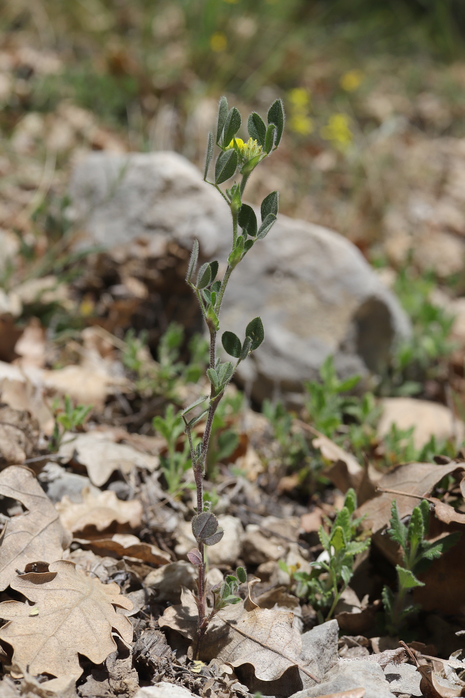 Image of Melilotoides brachycarpa specimen.