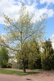 Quercus rubra. Цветущее растение. Беларусь, г. Витебск, ул. Пушкина ок. Белорусского театра \"Лялька\", в озеленении. 04.05.2025.