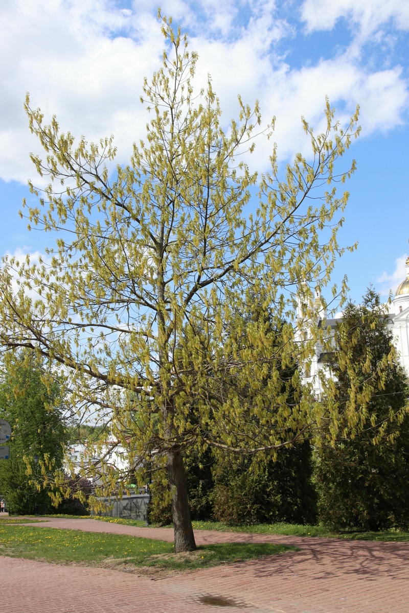 Image of Quercus rubra specimen.