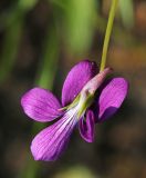 Viola × juzepczukii. Цветок. Приморский край, Октябрьский р-н, окр. с. Гранатовка, верхняя часть открытого остепнённого западного склона у края плато, в сообществе с преобладанием Artemisia gmelinii и Clematis hexapetala. 21.05.2025.