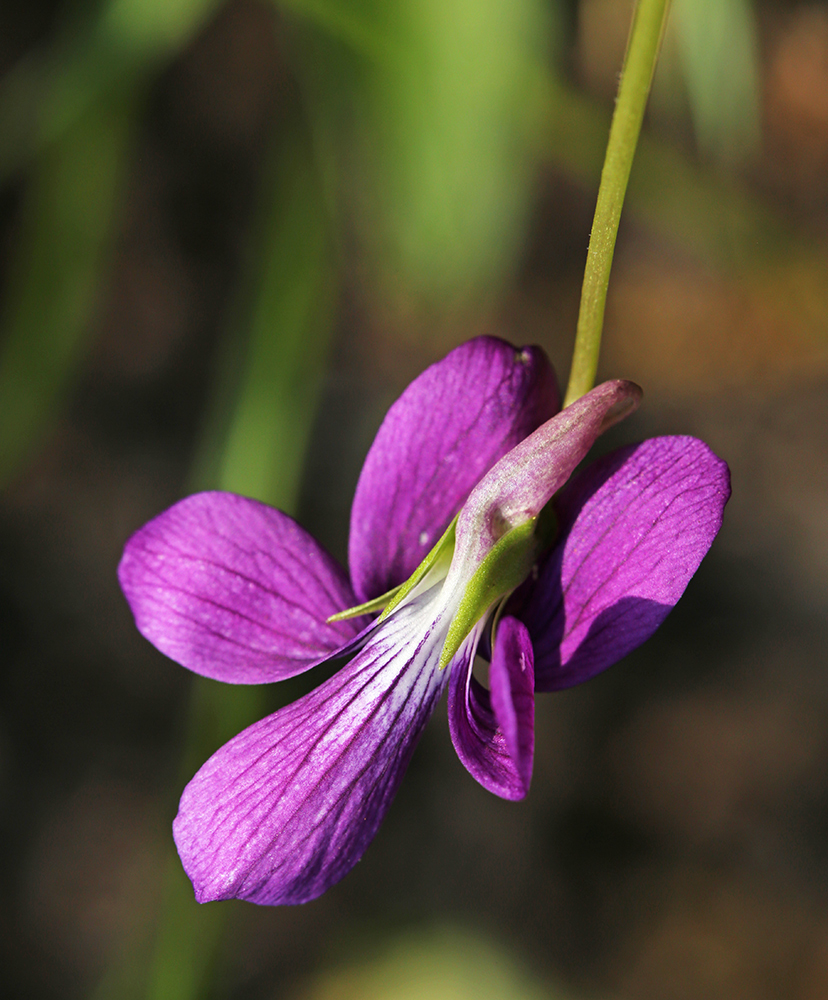 Image of Viola × juzepczukii specimen.