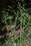 Carex depauperata