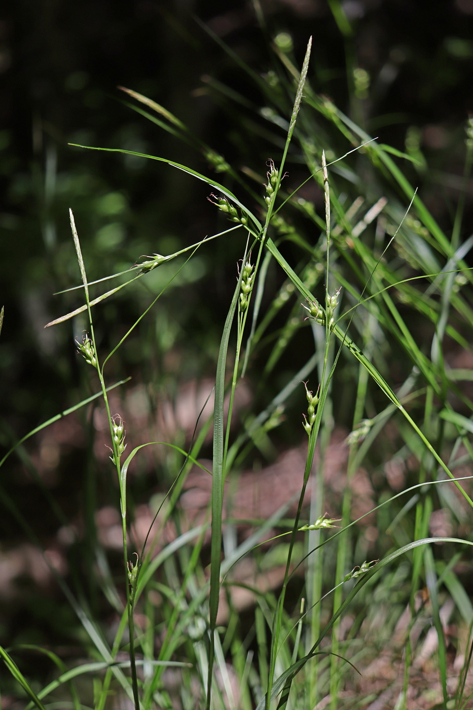 Image of Carex depauperata specimen.