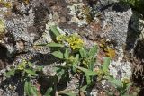 genus Alyssum. Верхушка цветущего растения. Турция, ил Карс, окр. г. Дигор, плоскогорье между Дигорским карьером и ущ.м р. Дигор, рядом с камнем. 19 мая 2025 г.