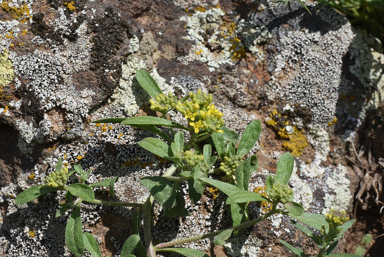 Image of genus Alyssum specimen.