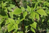 Rubus idaeus