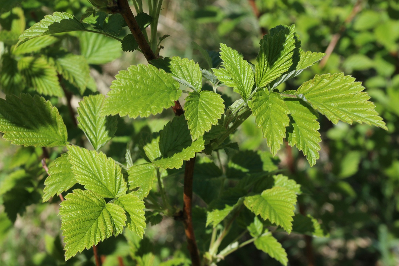 Image of Rubus idaeus specimen.