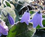 Campanula rotundifolia. Цветки после утреннего заморозка. Коми, Интинский р-н, нац. парк \"Югыд Ва\", левый берег р. Кожим у переправы. Сентябрь 2010 г.