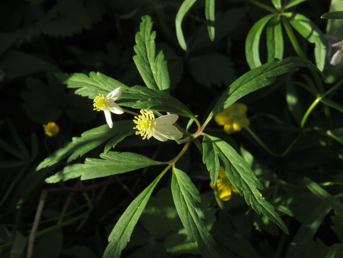 Image of Anemone osinovskiensis specimen.