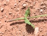 genus Salvia