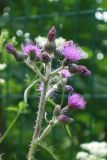 Cirsium palustre
