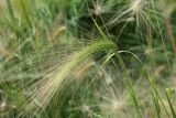 Hordeum jubatum. Верхушка побега с соцветием. Санкт-Петербург, Кировский р-н, цветник, в культуре. 20.07.2025.