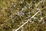 род Eryngium. Часть сухого побега. Турция, ил Ван, 3 км к З от дер. Кечикыран, берег оз. Ван, выс. 1650 м н.у.м., горная степь. 21 мая 2025 г.
