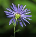 Boltonia lautureana. Соцветие. Приморский край, Октябрьский р-н, окр. с. Чернятино, опушка дубового леса. 08.09.2025.