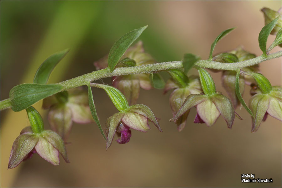 Image of Epipactis helleborine specimen.