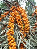View full-size image Hippophae rhamnoides