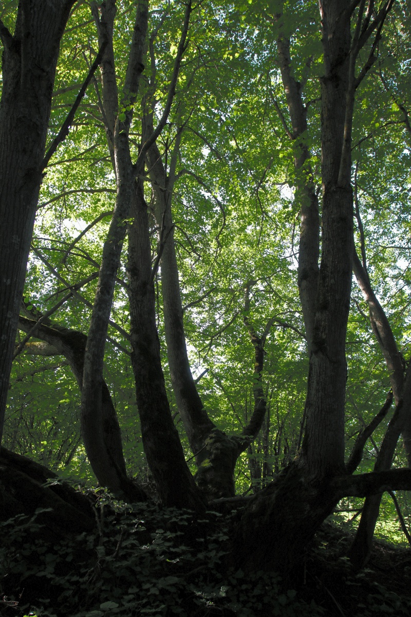 Image of Tilia cordata specimen.