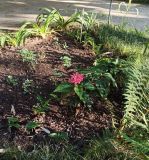 Image of taxon representative. Author is Григорий Токарев