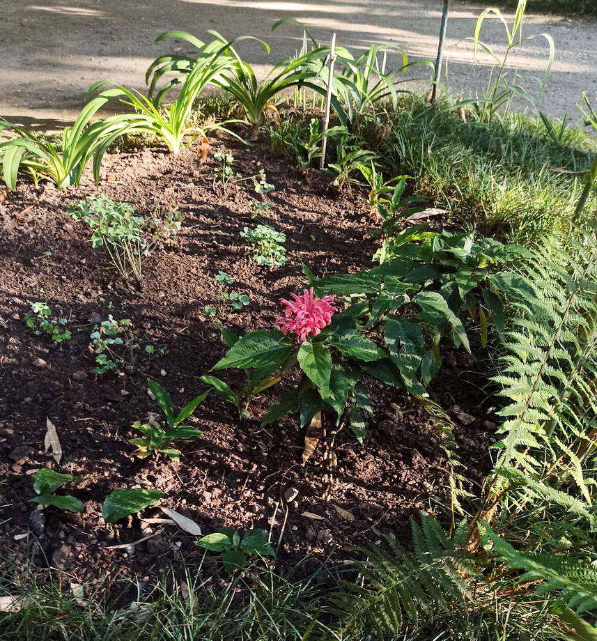 Image of Justicia carnea specimen.